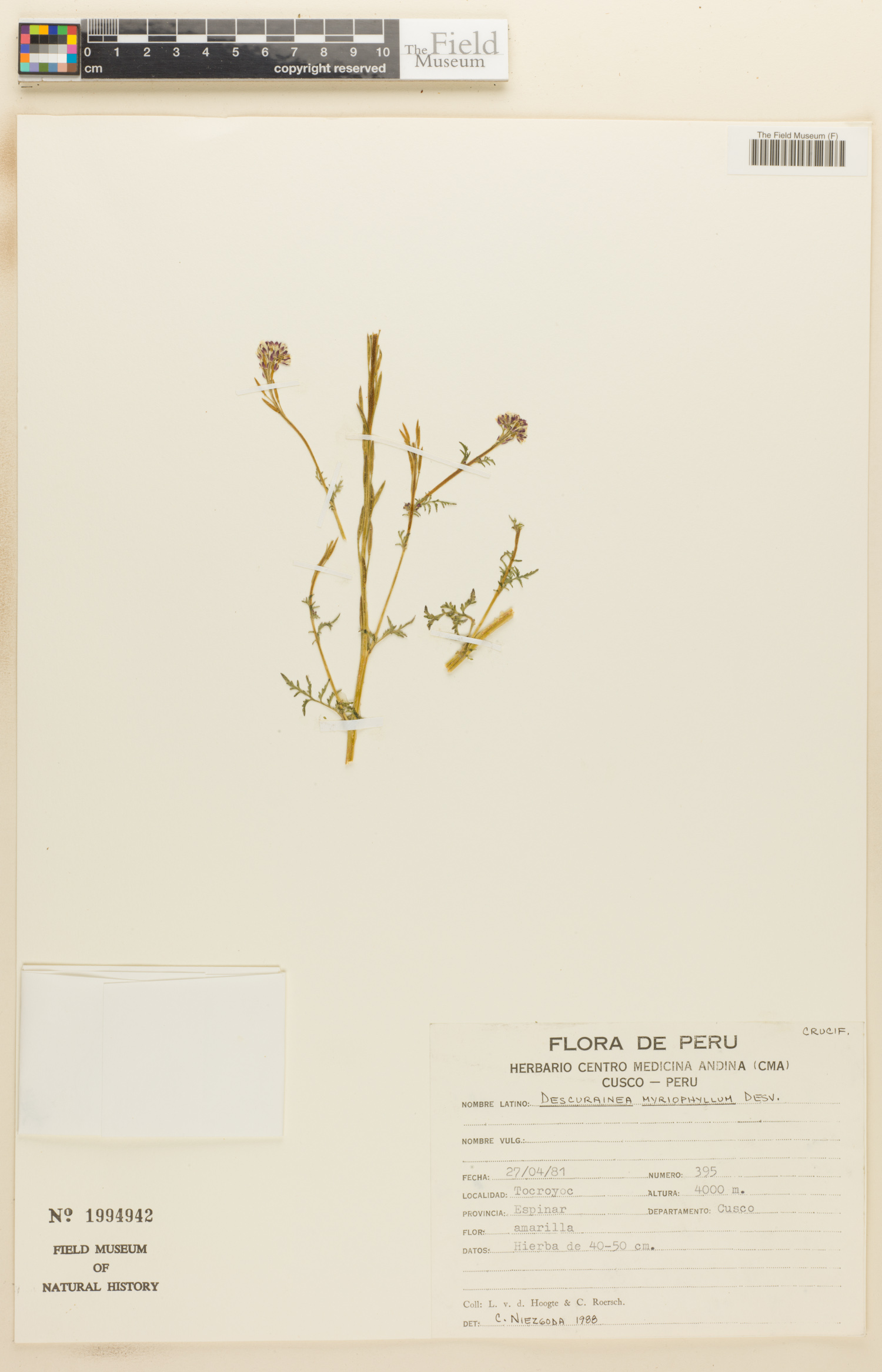 Descurainia myriophylla image