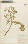 Descurainia myriophylla image