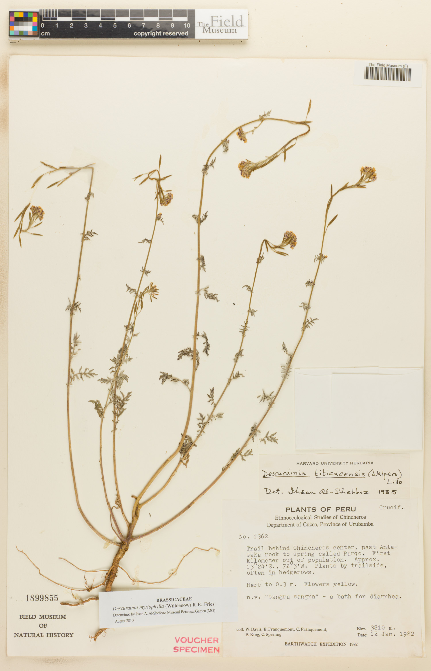 Descurainia myriophylla image