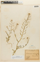 Descurainia pimpinellifolia image