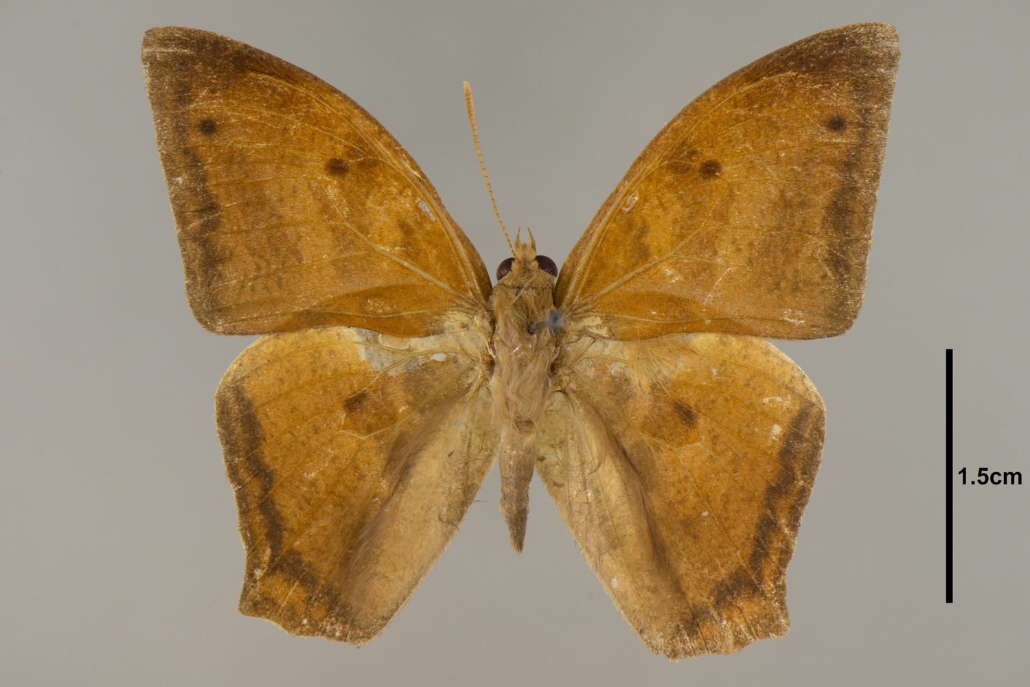 Narope cyllastros thumbnail