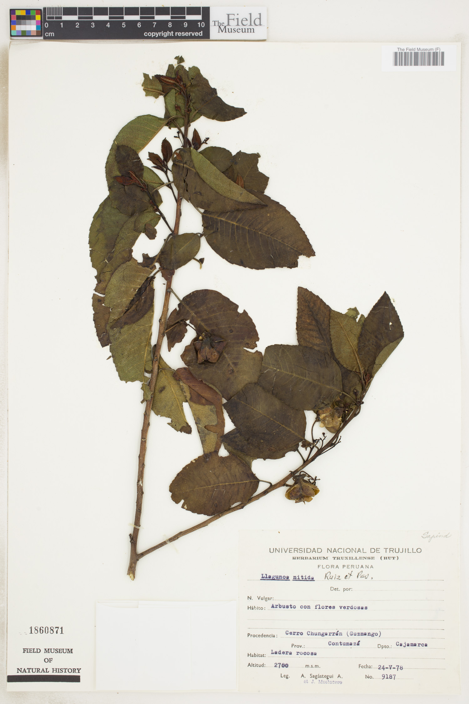 Llagunoa nitida image