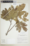 Magonia pubescens image