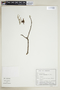 Magonia pubescens image