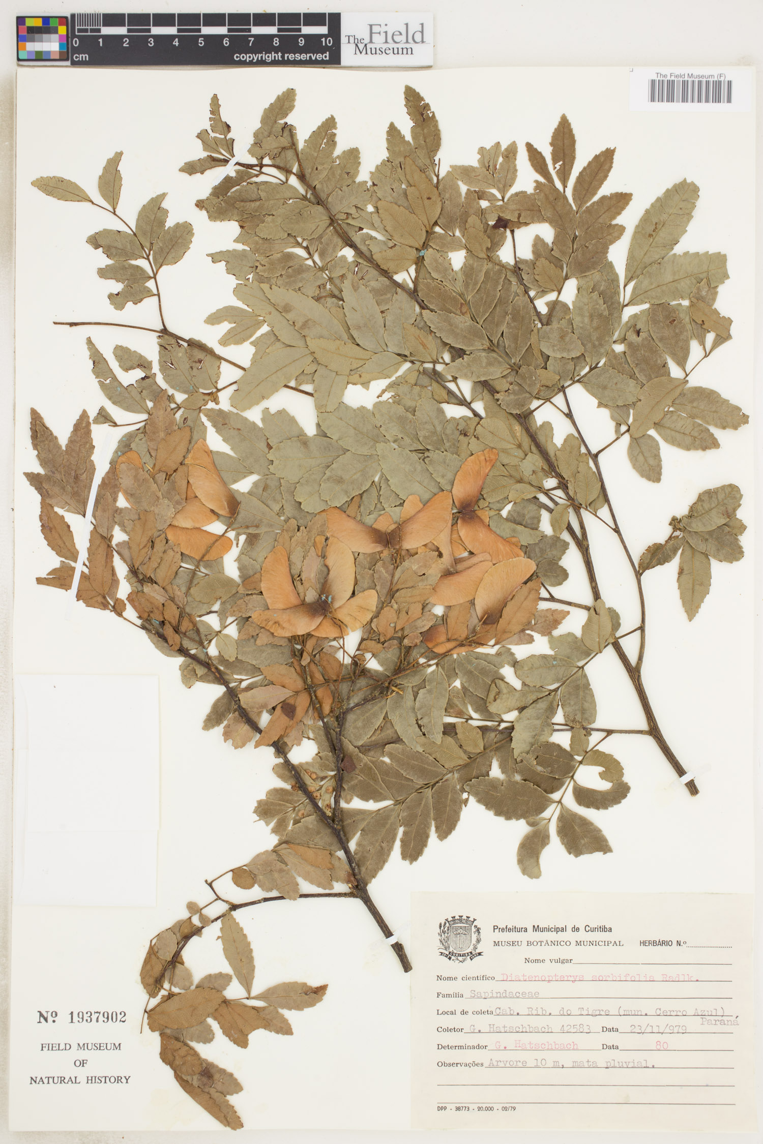 Diatenopteryx sorbifolia image