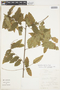 Dilodendron bipinnatum image