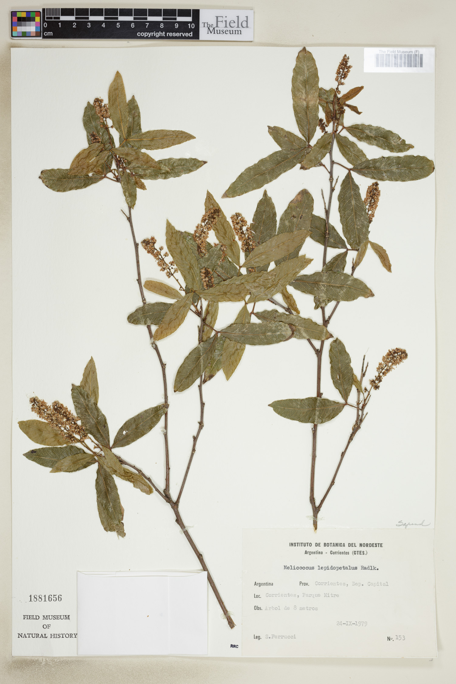 Melicoccus lepidopetalus image
