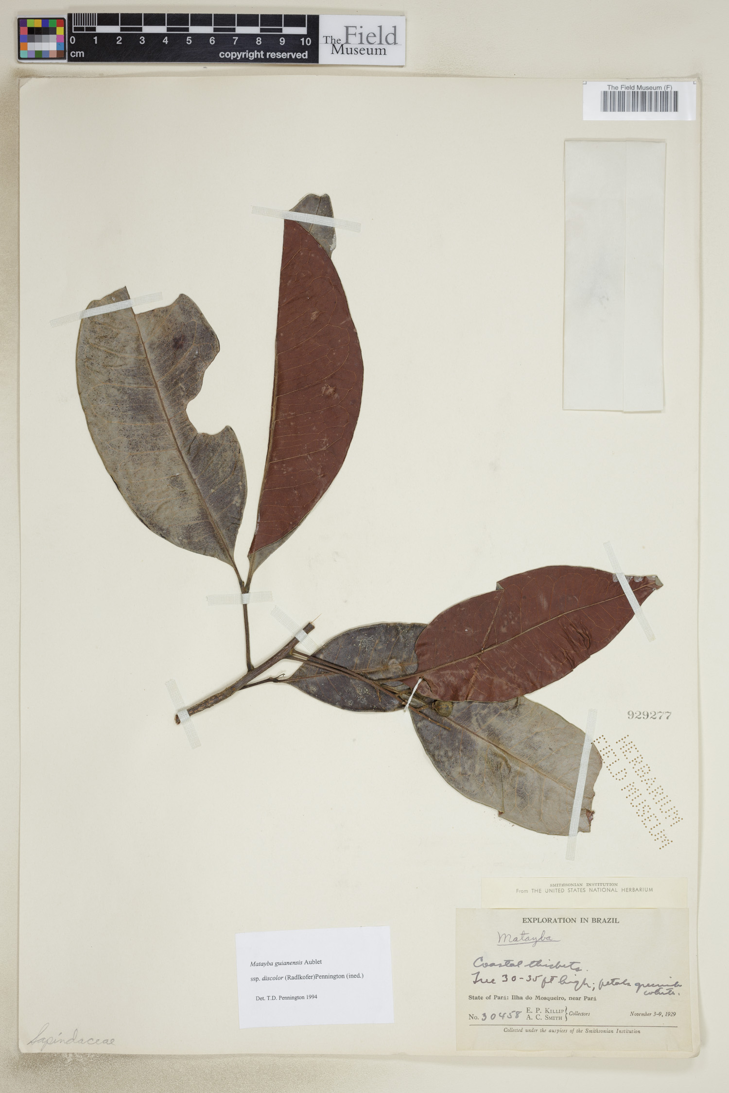 Matayba guianensis image