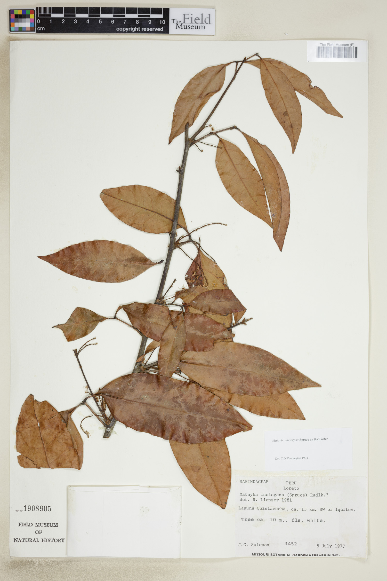 Matayba inelegans image