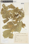 Matayba juglandifolia image