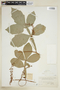 Paullinia macrophylla image