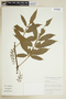 Paullinia meliifolia image