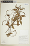 Paullinia racemosa image