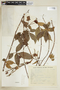 Paullinia racemosa image