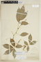 Paullinia reticulata image