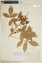 Paullinia rubiginosa image