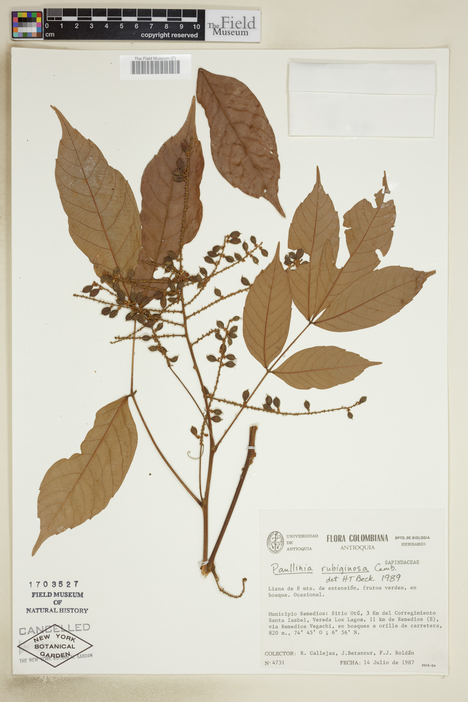 Paullinia rubiginosa image