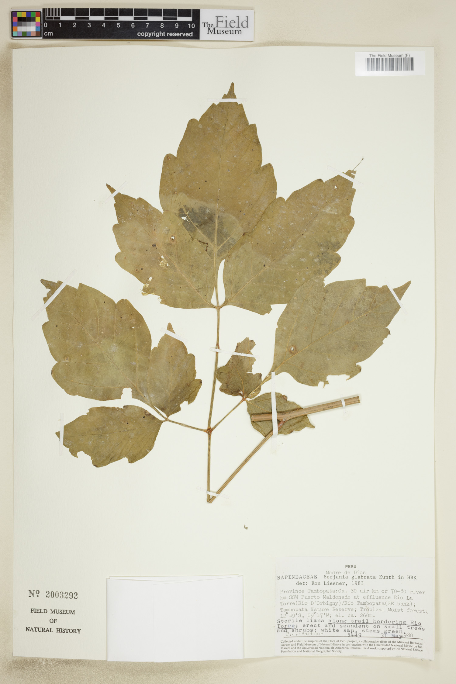 Serjania glabrata image