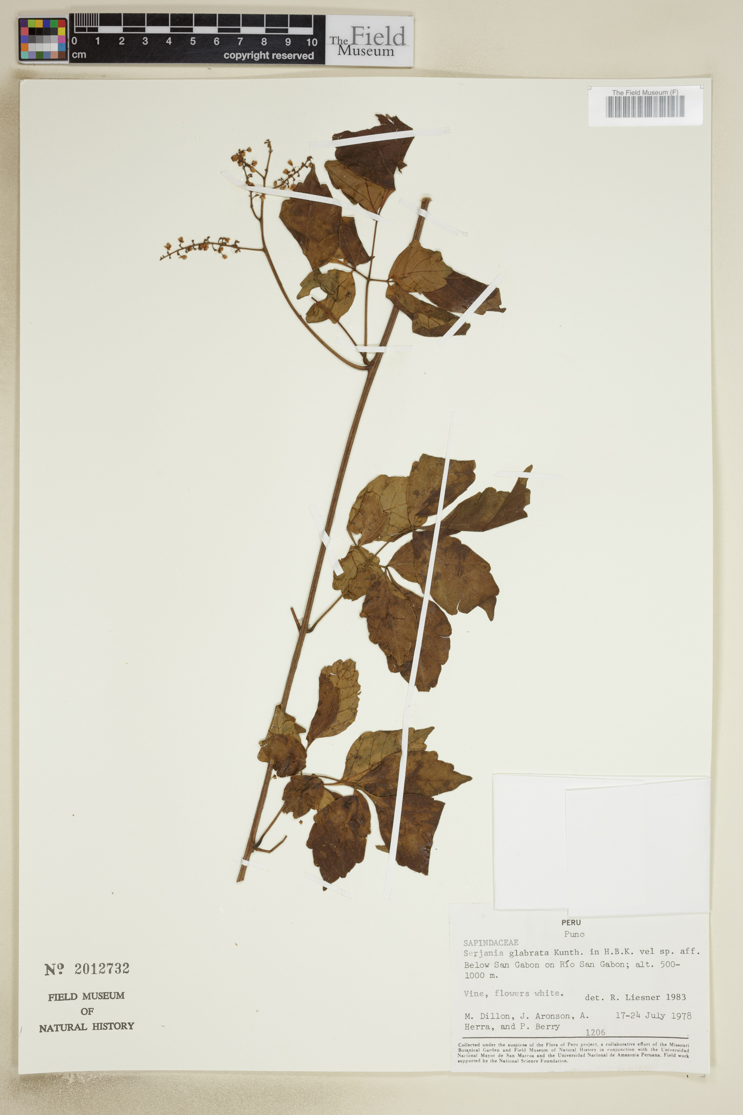 Serjania glabrata image