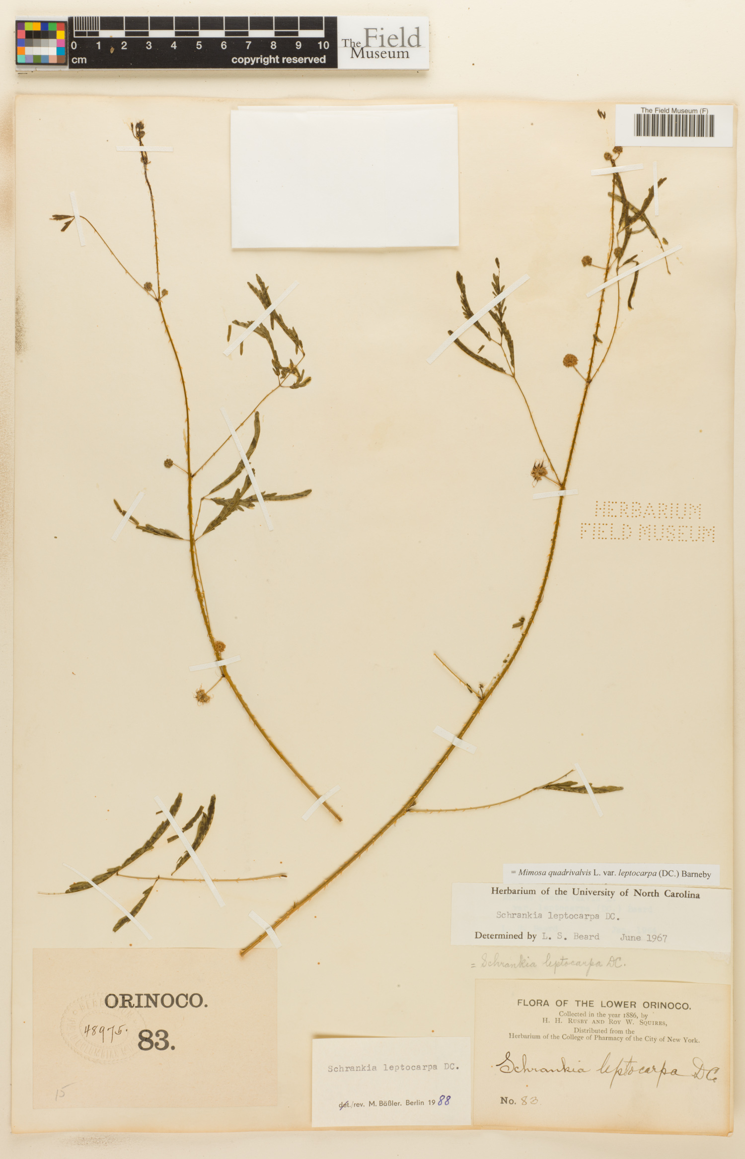 Mimosa quadrivalvis var. leptocarpa image