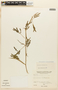 Mimosa quadrivalvis image