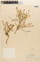Lepidium abrotanifolium image