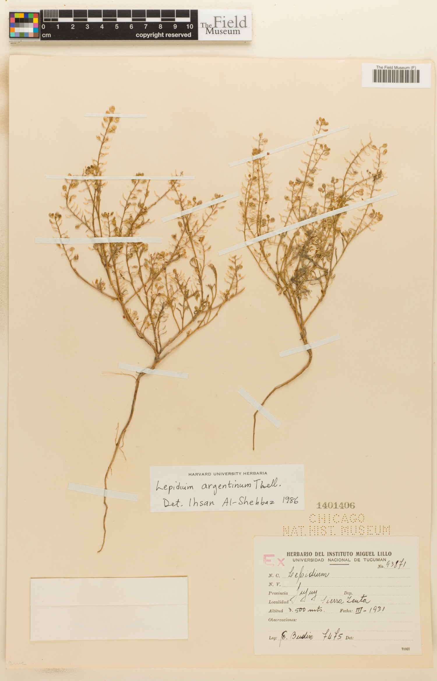 Lepidium argentinum image