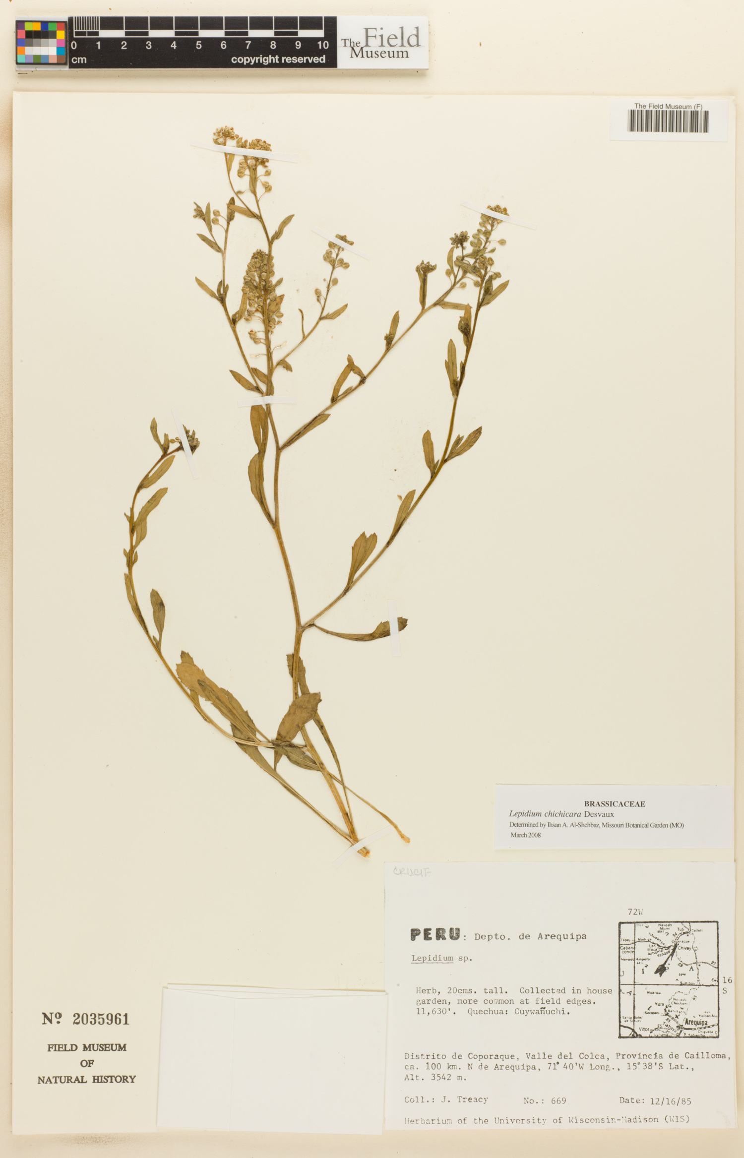 Lepidium chichicara image