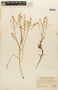 Lepidium chichicara image