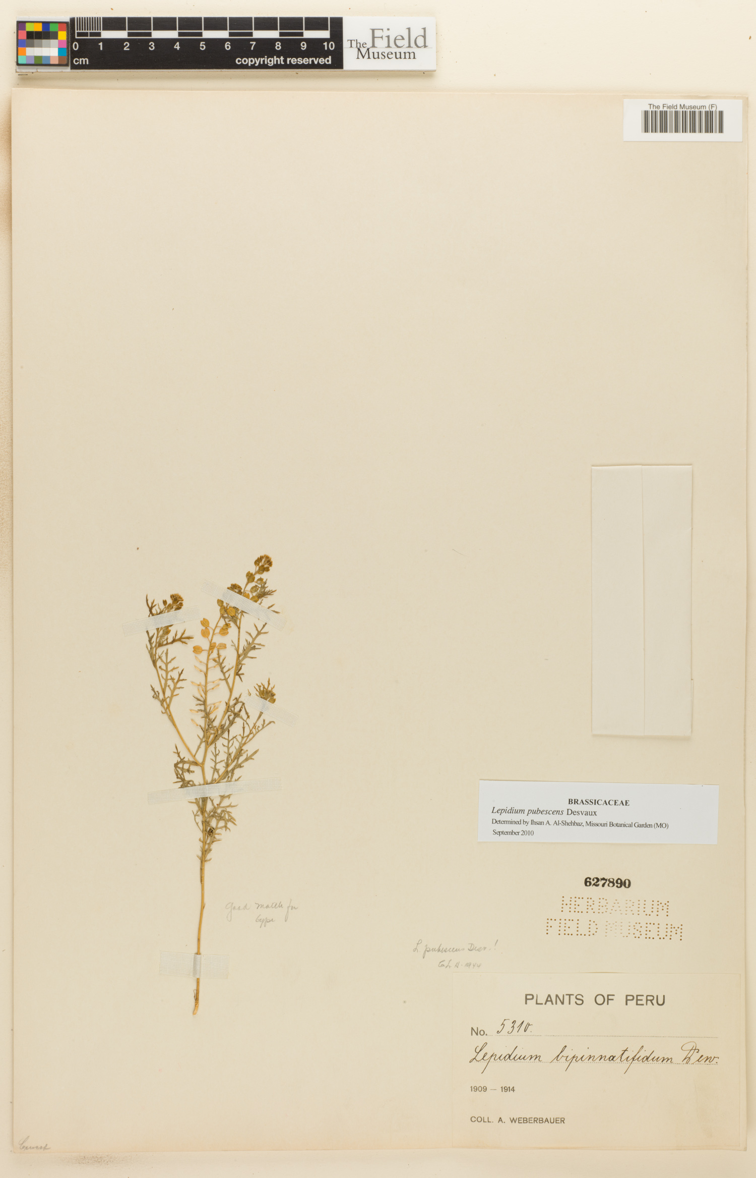 Lepidium pubescens image