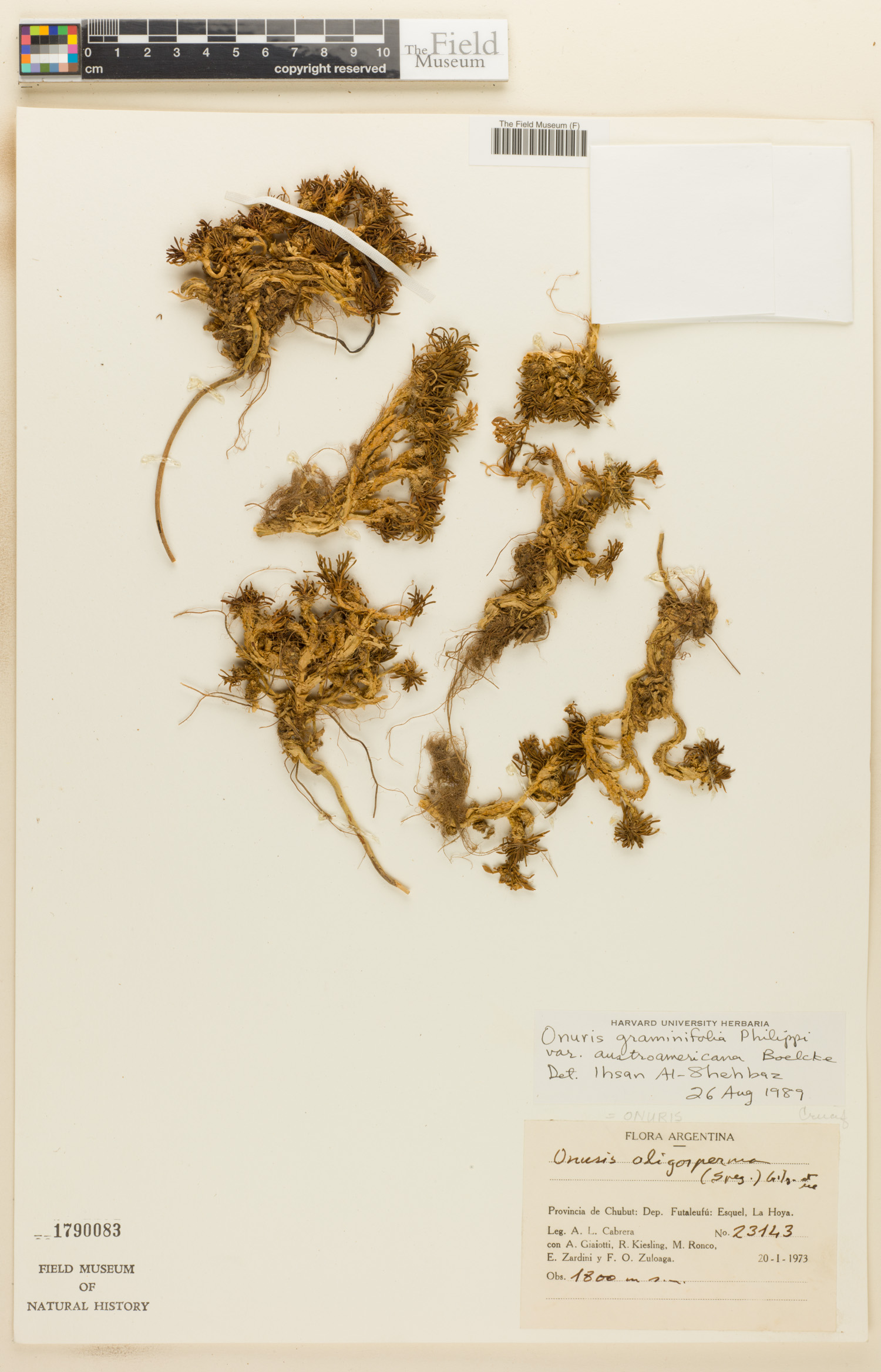 Onuris graminifolia image