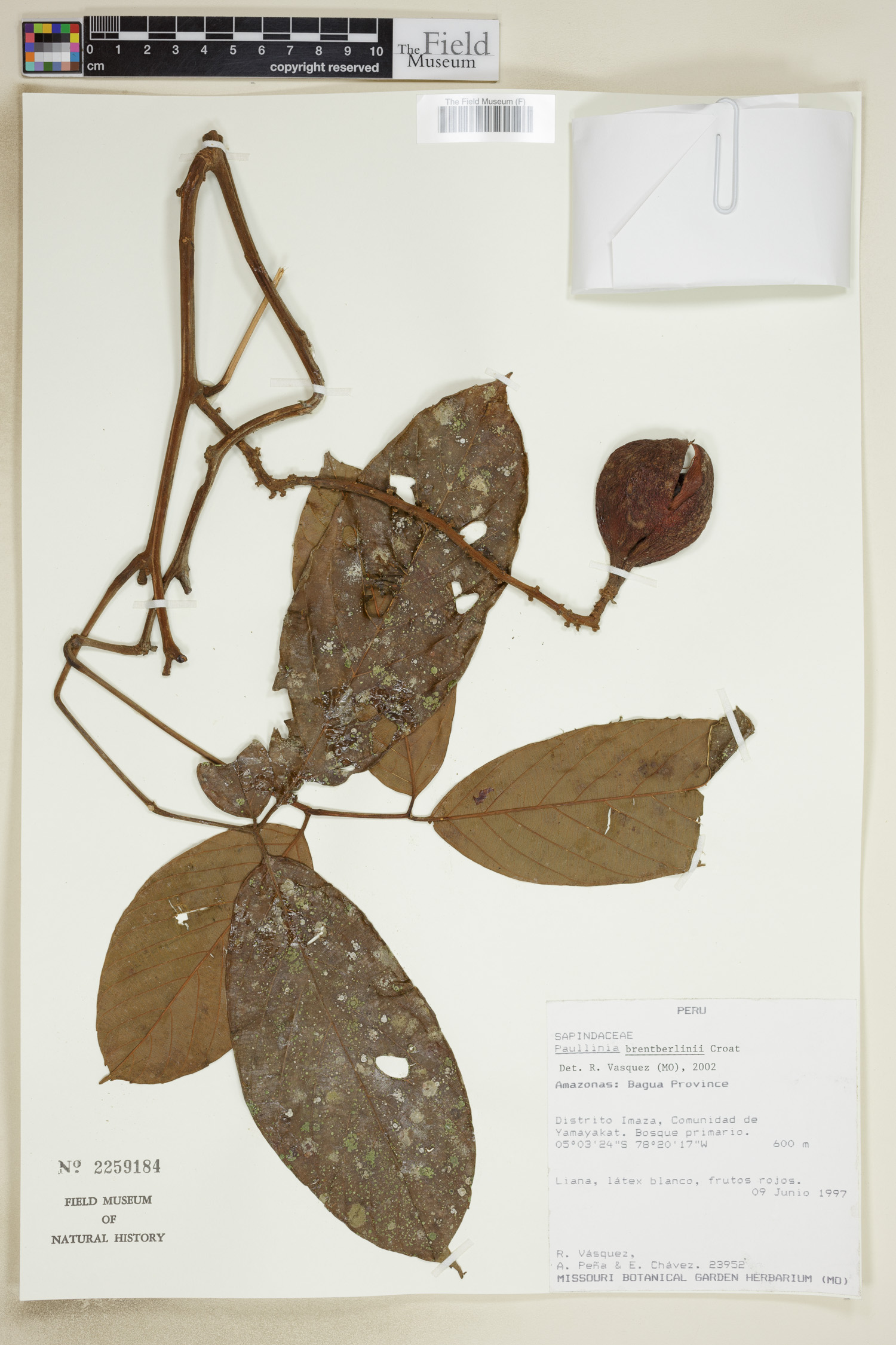 Paullinia obovata subsp. brentberlinii image