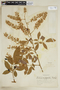 Paullinia carpopodea image