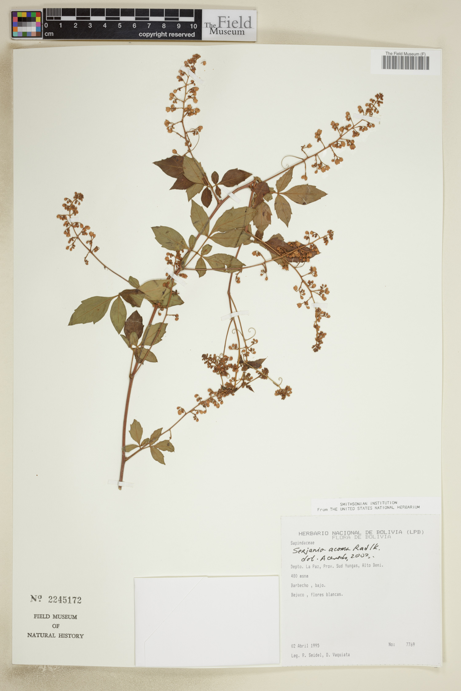 Serjania acoma image