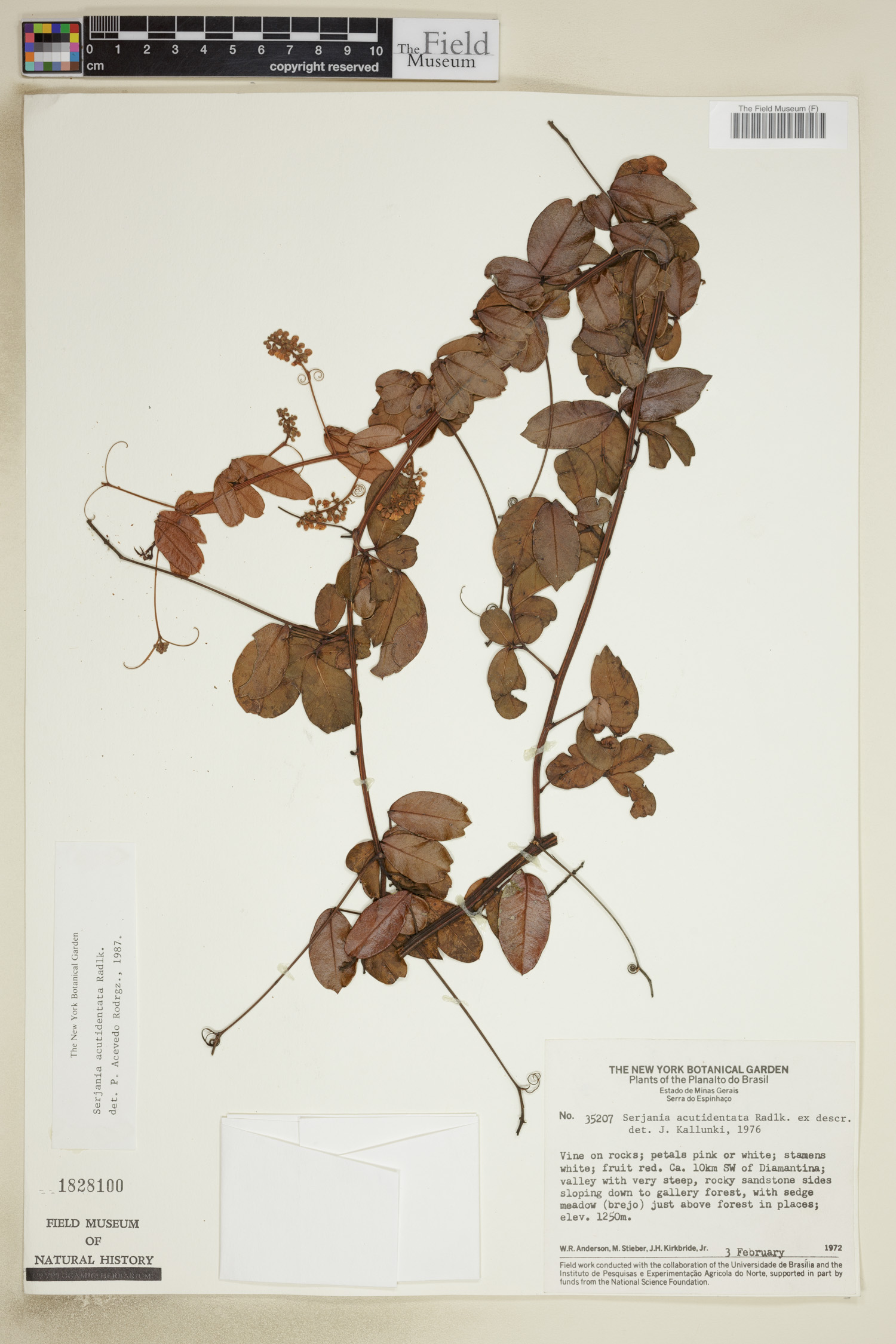 Serjania acutidentata image