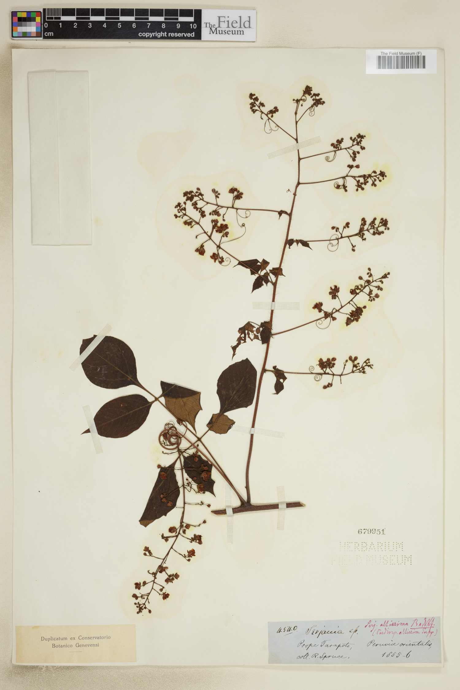 Serjania altissima image