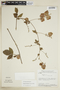 Serjania altissima image