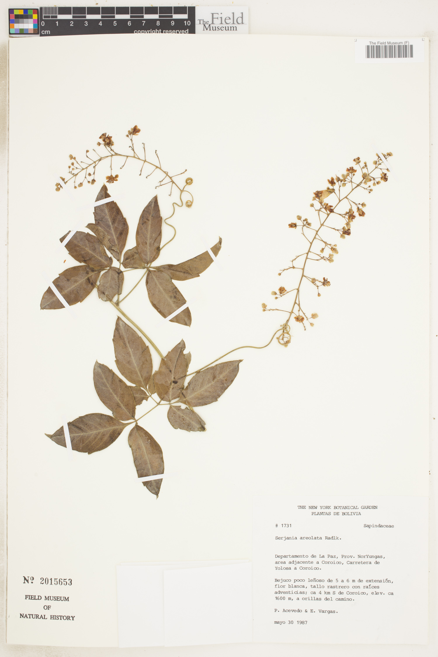 Serjania areolata image