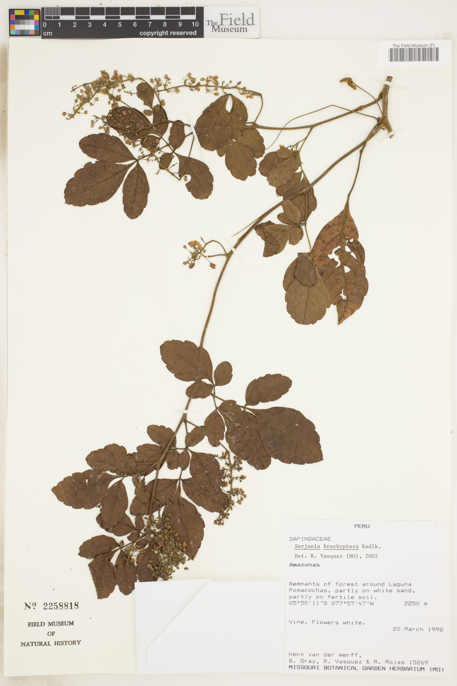 Serjania brachyptera image