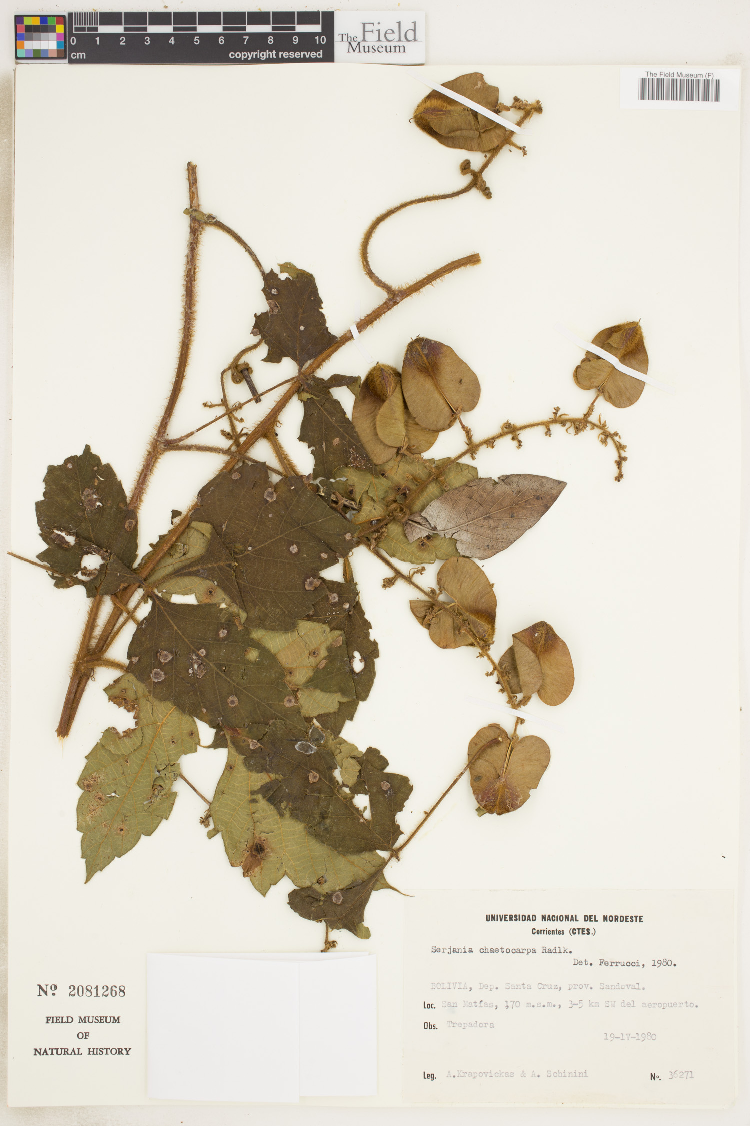 Serjania chaetocarpa image