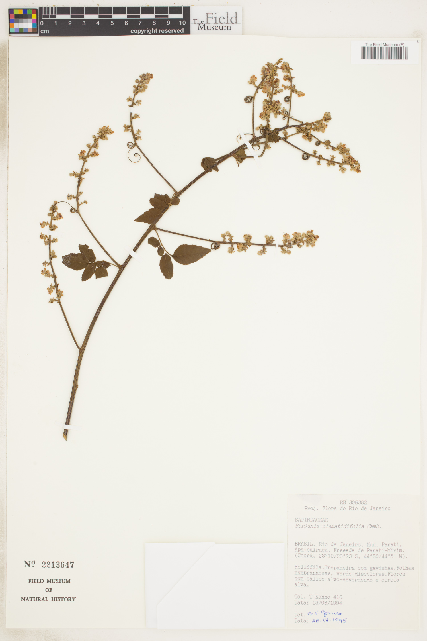 Serjania clematidifolia image