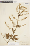 Serjania clematidifolia image