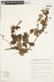 Serjania clematidifolia image