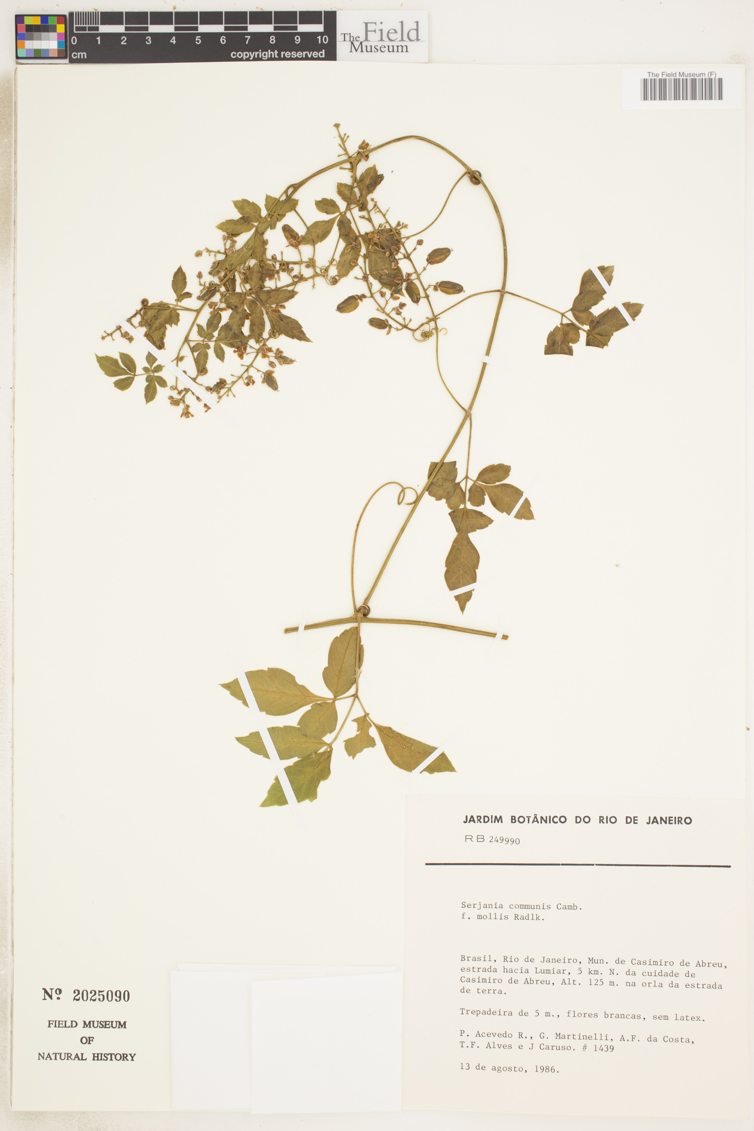 Serjania communis image