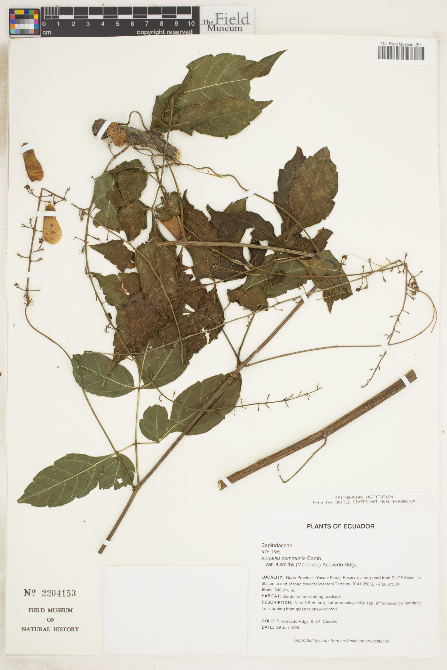 Serjania communis var. alsmithii image