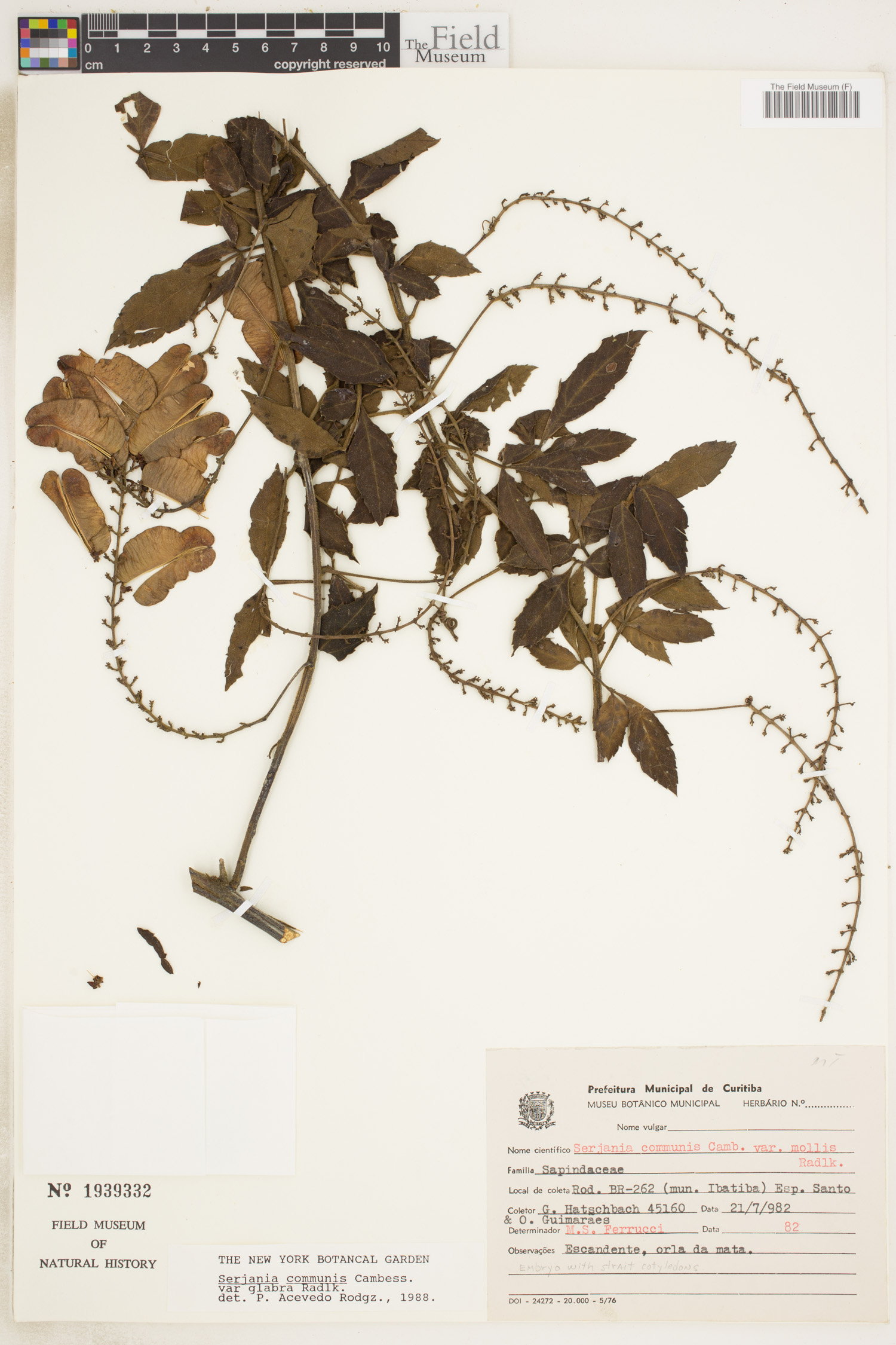 Serjania communis var. glabra image