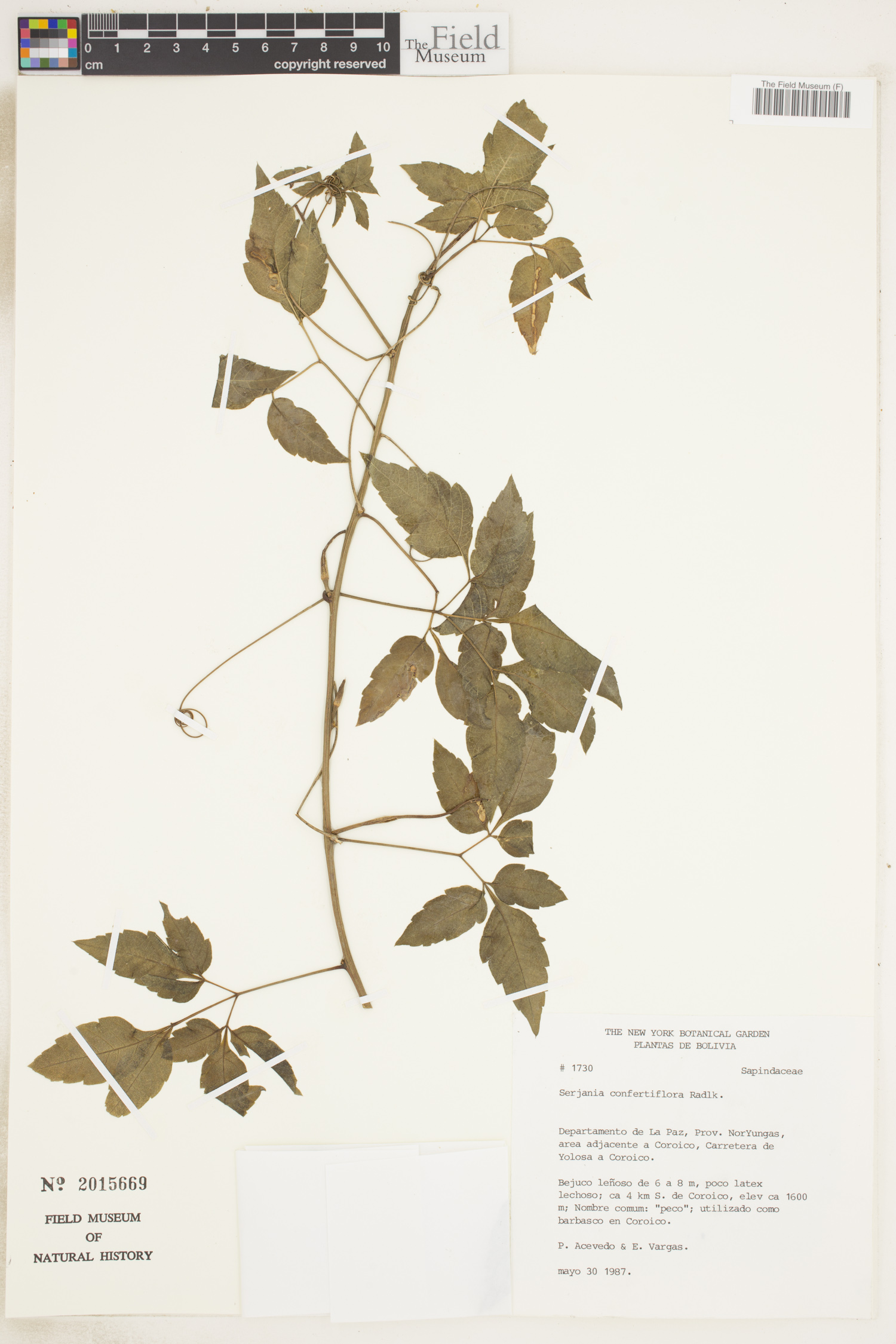 Serjania confertiflora image