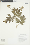 Serjania crassifolia image