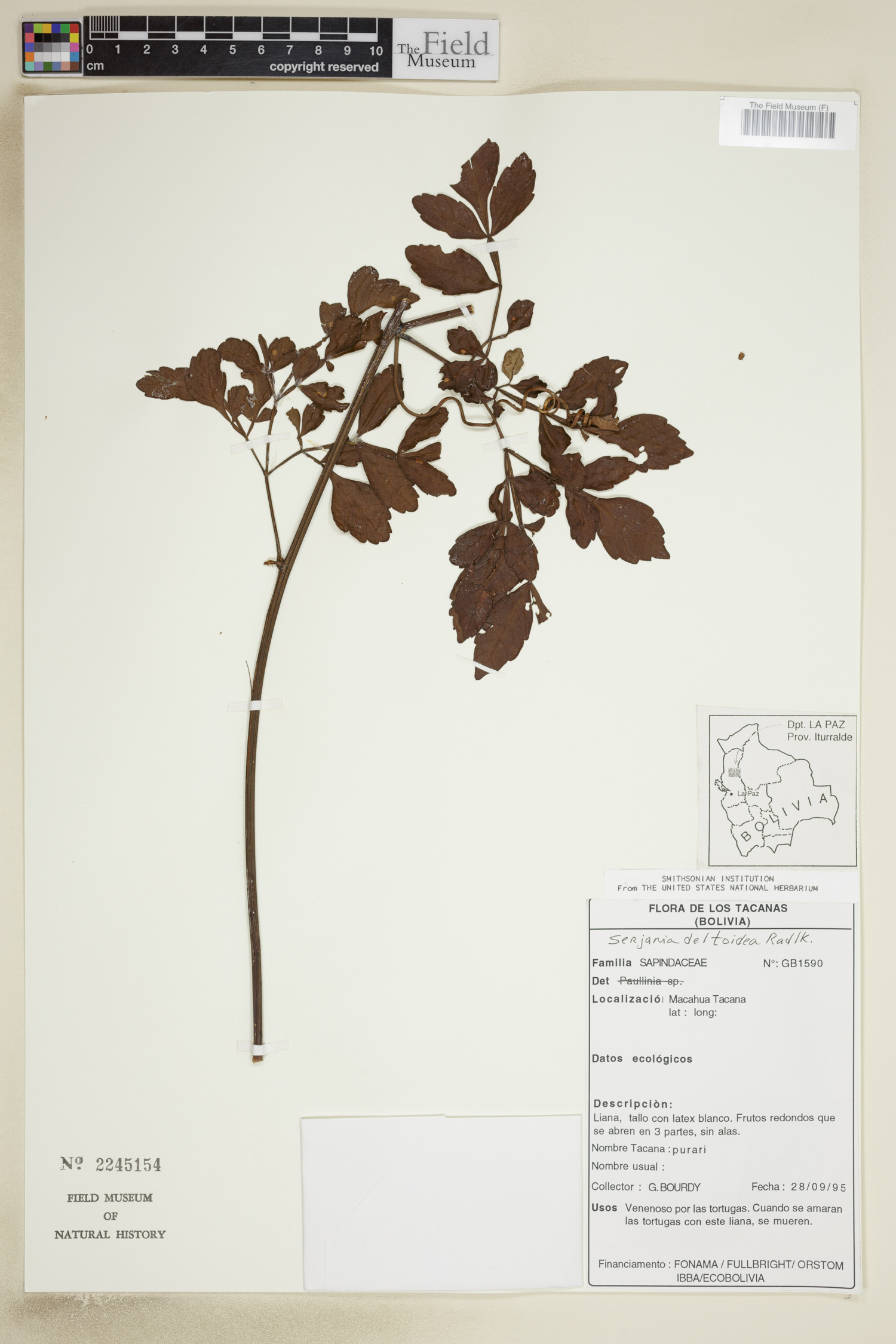 Serjania deltoidea image