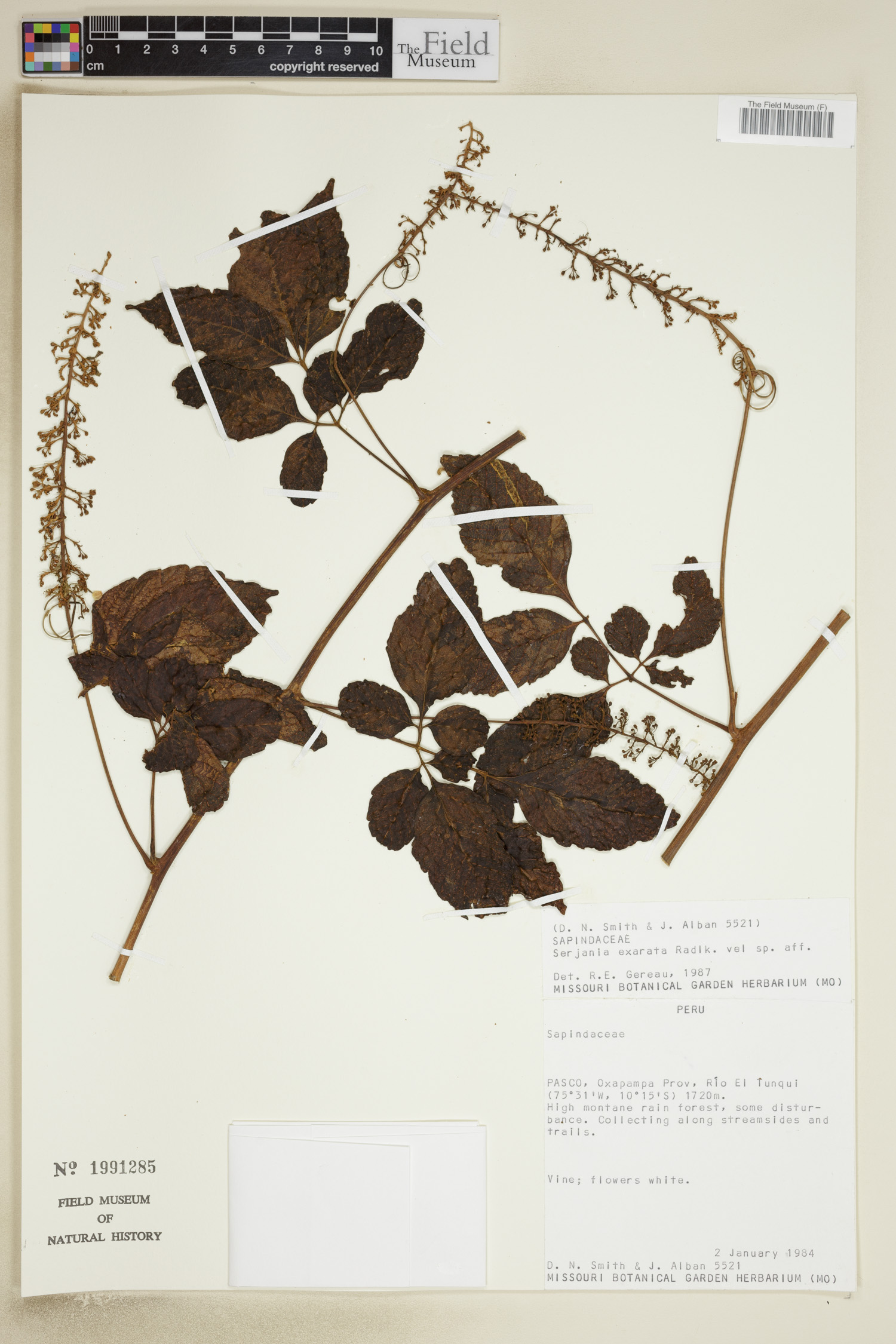 Serjania exarata image